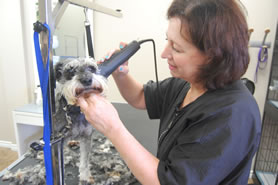 Dog grooming at Uptown Pet Grooming in Ottawa